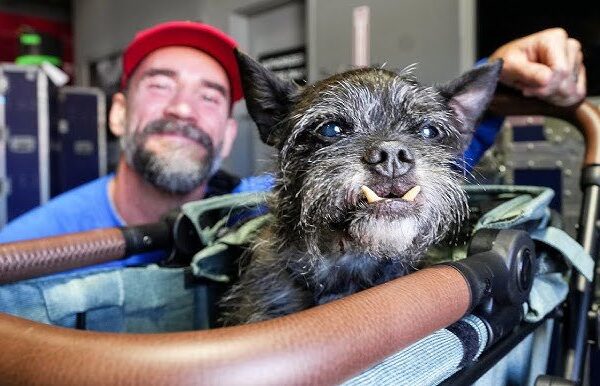 CM Punk’s Dog Larry